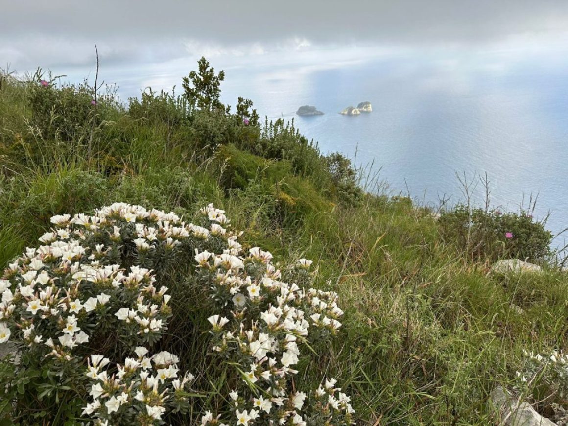 bc636f52-4028-4893-aa78-6ff3bdf52786